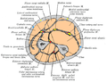 Cross-section through the middle of the forearm