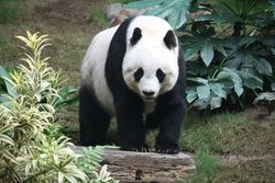 Grosser Panda.JPG
