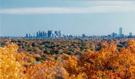 Autumn foliage with a city skyline in the distant background