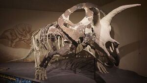 أكبر جمجمة ديناصور (توروصور) مُكتشفة تُعرض في الدنمارك