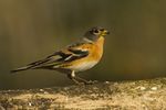 Brambling - Hungary S4E0169 (22418846563).jpg