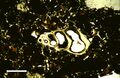 Thin section in plane-polarized light of microscopic gastropod shell, from Holocene lagoonal sediment of Rice Bay, San Salvador Island, Bahamas. Scale bar 500 µm.
