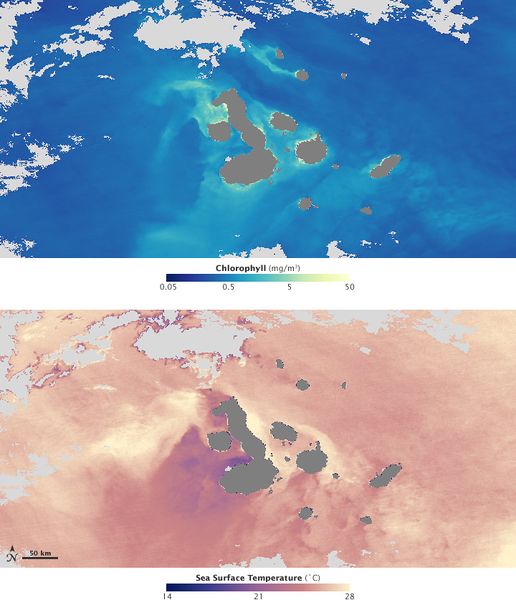 ملف:Sea surface temperature & chlorophyll concentrations off the Galapagos archipelago.jpg