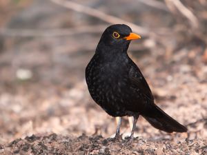 Turdus merula -Gran Canaria, Canary Islands, Spain-8 (2).jpg