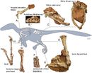 اكتشاف حفريات الديناصور بالور تعود للعصر الطباشيري