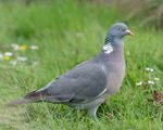 Columba palumbus JdP 2013-05-02 t172259.jpg