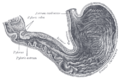 Interior of the stomach.