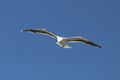 Great black-backed gull (Larus marinus) in flight.jpg