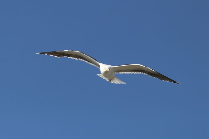ملف:Great black-backed gull (Larus marinus) in flight.jpg