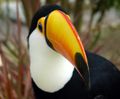 Toco Toucan