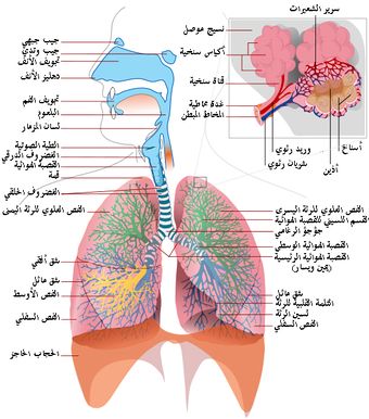 Respiratory system complete.jpg