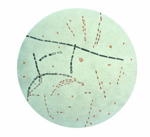 Bacillus anthracis.png