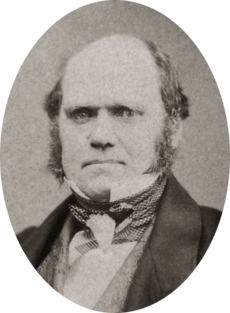 Studio photo showing Darwin's characteristic large forehead and bushy eyebrows with deep set eyes, pug nose and mouth set in a determined look. He is bald on top, with dark hair and long side whiskers but no beard or moustache.