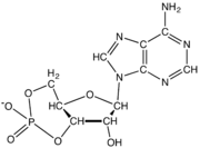 cAMP, a cyclic nucleotide signaling molecule with a single phosphate linked to both 5- and 3-positions.