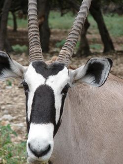 Gemsbok1.jpg
