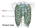 Thoracic cage.