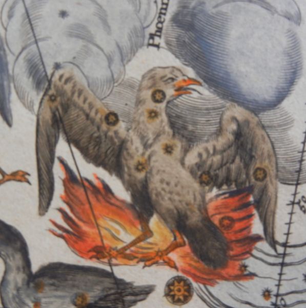 ملف:Phoenix in Doppelmayr's Atlas Coelestis.jpg