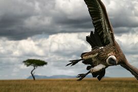 Vulture preparing to land in Kenya