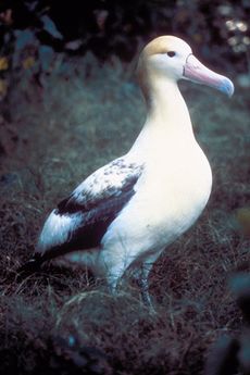 400px-Short tailed albatross.jpeg