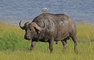 African buffalo (Syncerus caffer caffer) male with cattle egret.jpg