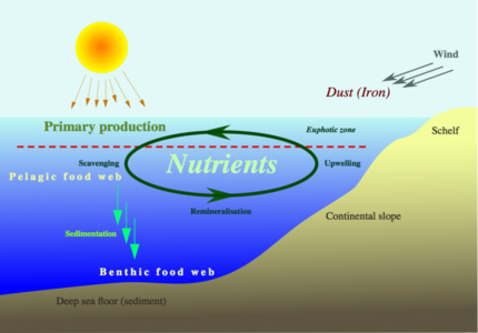 Ocean nutrient cycle