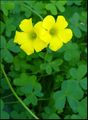 Oxalis pes-caprae، أحد الأنواع الغازية.