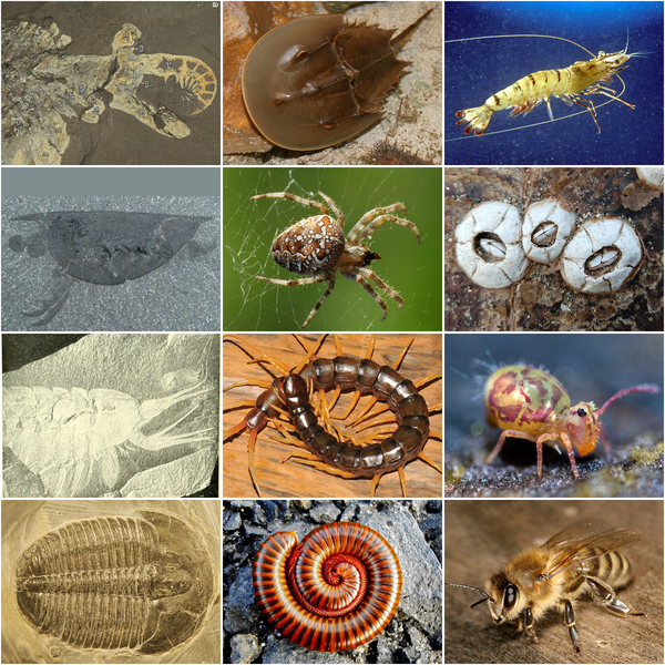ملف:Arthropoda collage.png