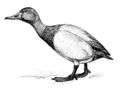 Line art drawing of canvasback (J-234-Canvasback)