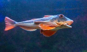 Chelidonichthys lucernus 2 Luc viatour.jpg