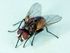 Common house fly, Musca domestica.jpg