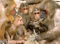 Stump-tailed macaque (M. arctoides)