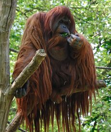Orangutan on a branch eating some leaves