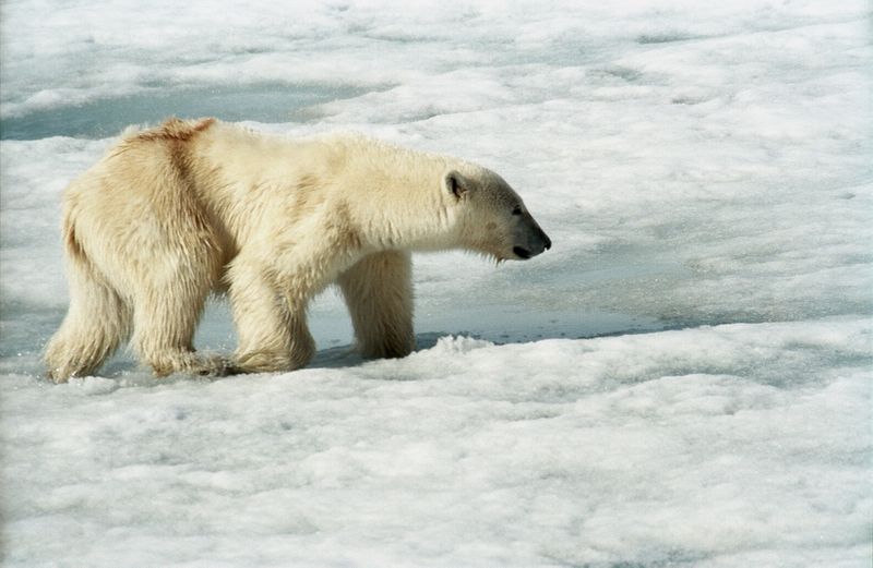 ملف:Polar Bear (js) 2.jpg