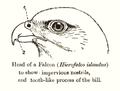 A gyrfalcon's head showing the "twice-armed" falcon bill (number 2).