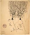 Drawing of Purkinje cells (A) and granule cells (B) from pigeon cerebellum by Santiago Ramón y Cajal, 1899. Instituto Santiago Ramón y Cajal, Madrid, Spain.