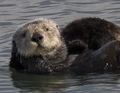 The endangered Sea Otter