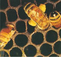 الشكل (8): نحل العسل Apis mellifera