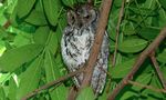 African Scops-Owl (Otus senegalensis) (6014352389).jpg