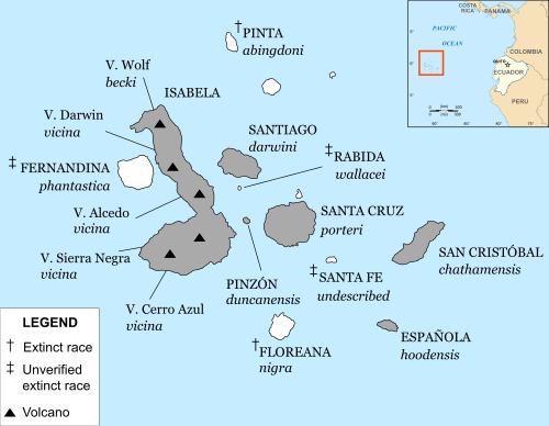 خريطة لأرخبيل گالاپاگوس تظهر عليها تسميات الجزر وسلالة السلاحف التي تسكنها.
