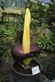 Titan arum in the Princess of Wales Conservatory