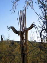 The bare wooden ribs of a dead saguaro