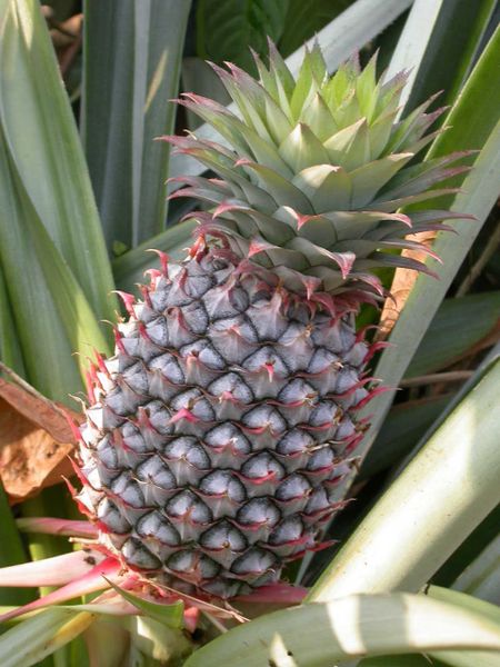 ملف:Pineapple1.JPG