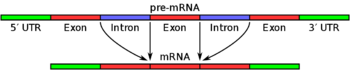 Pre-mRNA is spliced to form of mature mRNA.