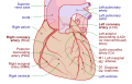Coronary arteries (labeled in red text)