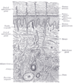 Diagrammatic sectional view of the skin (magnified).
