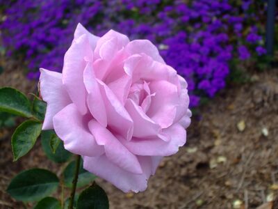 A purple rose.
