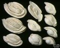 Foraminifera of Pag Island, Adriatic Sea -60 m. Field width = 5,5 mm.