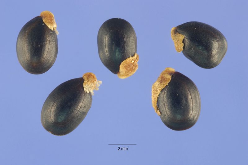ملف:Acacia mearnsii seeds.jpg
