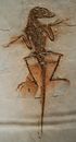 العثور على أحفورة تيانورپتور، جنس جديد لأحد ديناصورات العصر الطباشيري المبكر، في الصين.