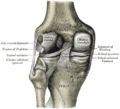 مفصل الركبة اليسرى من الخلف وتظهر الأربطة الداخلية